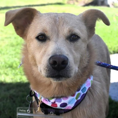 picture of the dog needing adoption