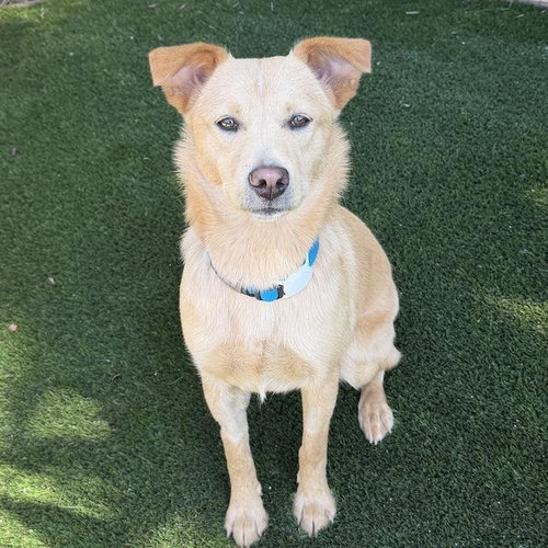 picture of the dog needing adoption