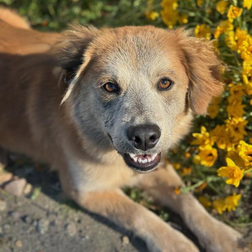 Tallon, an adoptable Labrador Retriever in San Diego, CA