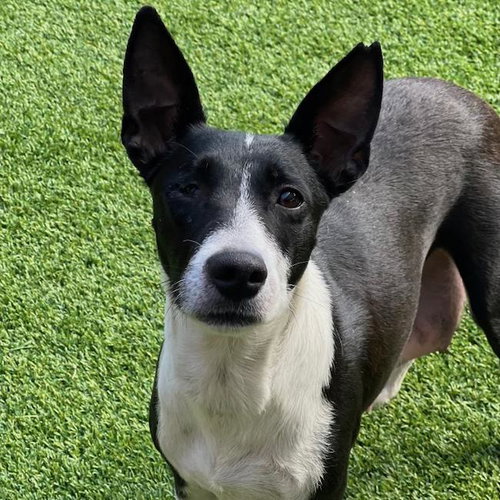 picture of the dog needing adoption