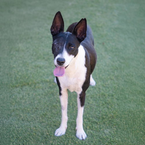 Monet, an adoptable Border Collie in San Diego, CA