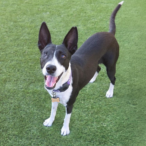 Monet, an adoptable Border Collie in San Diego, CA