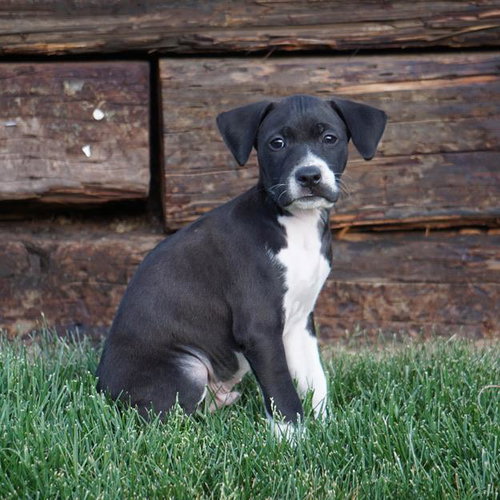 Monet Pup - Turner, an adoptable Border Collie in San Diego, CA