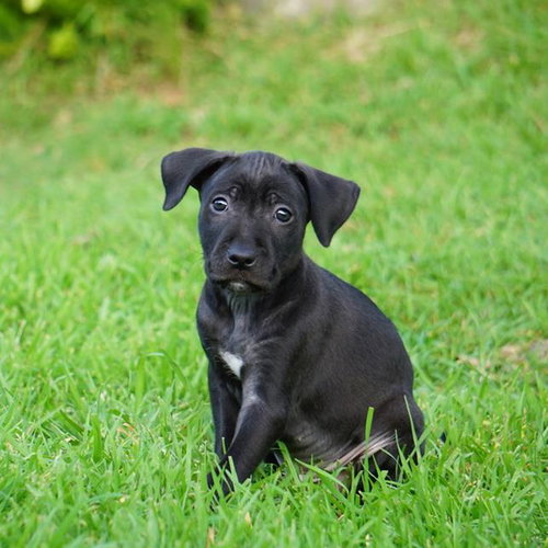 Monet Pup - Picasso, an adoptable Border Collie in San Diego, CA