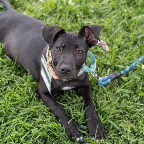Monet Pup - Picasso, an adoptable Border Collie in San Diego, CA
