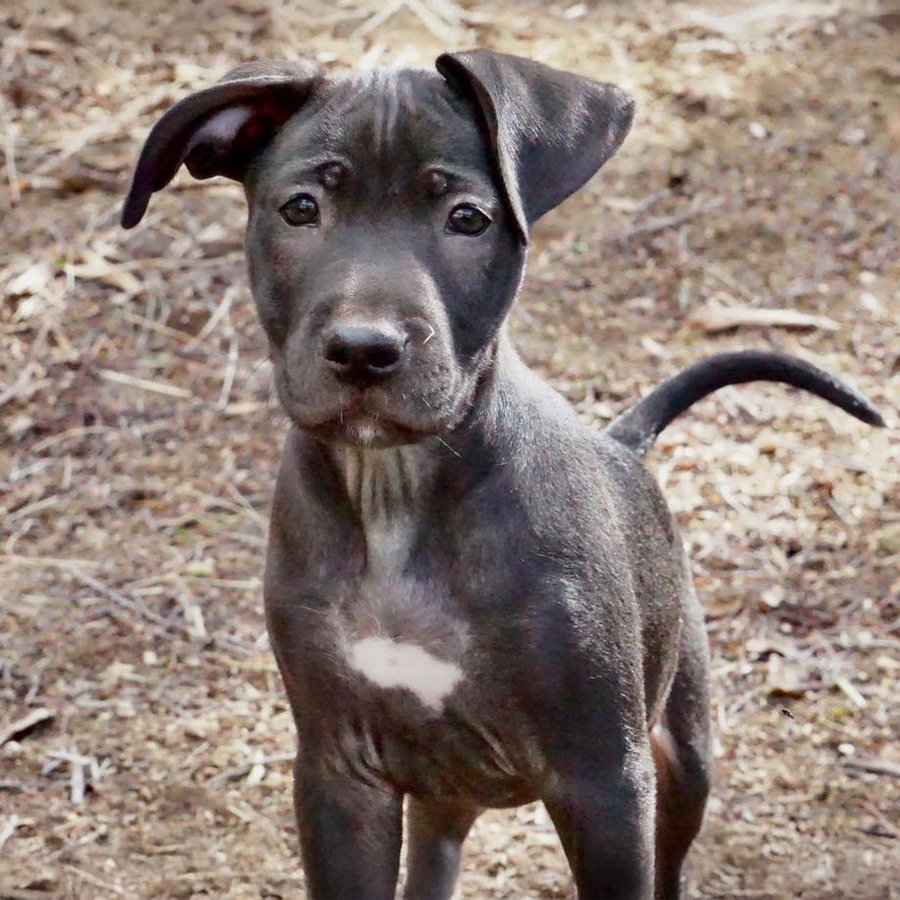 Monet Pup - Picasso - Adopted!