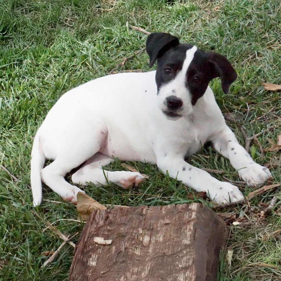 Monet Pup - Dali