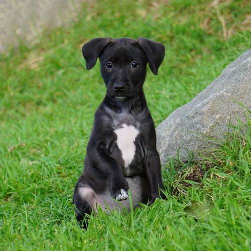 Monet Pup - Kahlo, an adoptable Border Collie in San Diego, CA