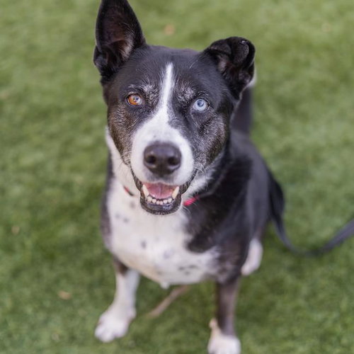 Illy - Adopted!, an adoptable Shepherd in San Diego, CA