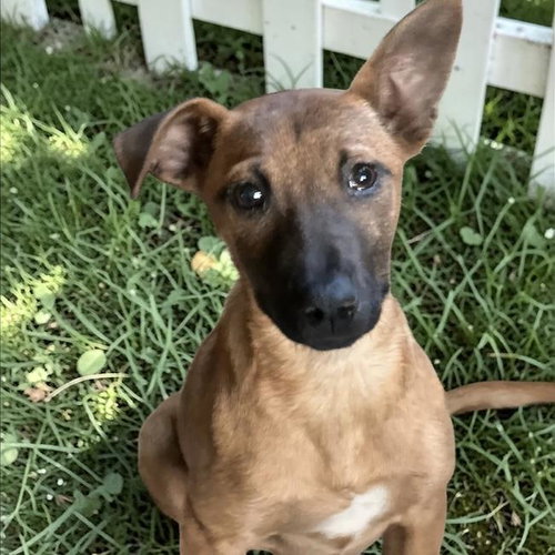 Deana, an adoptable Chihuahua in San Diego, CA