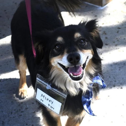 picture of the dog needing adoption
