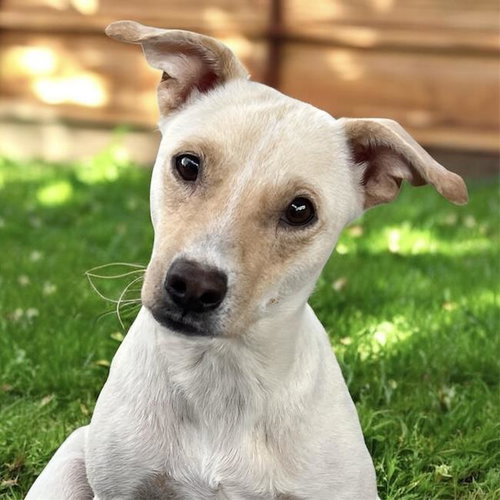 Emmy, an adoptable Spaniel in San Diego, CA