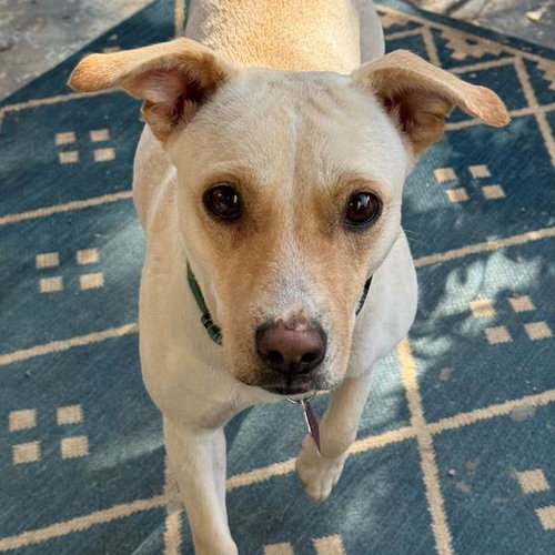 Emmy, an adoptable Spaniel in San Diego, CA