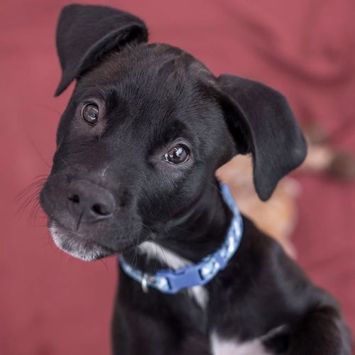 Emmy Pup - Knotts, an adoptable Spaniel in San Diego, CA