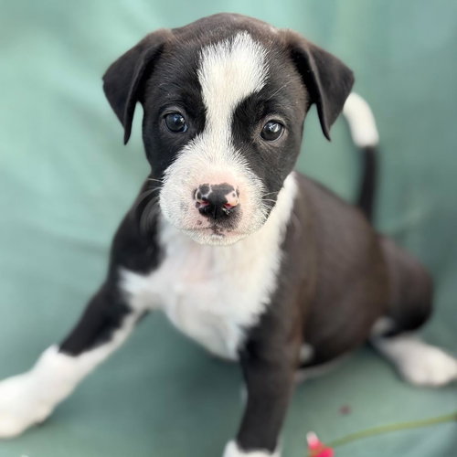 Emmy Pup - Rogen, an adoptable Spaniel in San Diego, CA