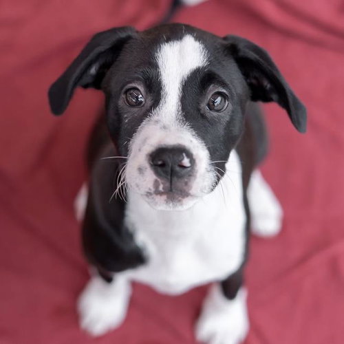 Emmy Pup - Rogen, an adoptable Spaniel in San Diego, CA