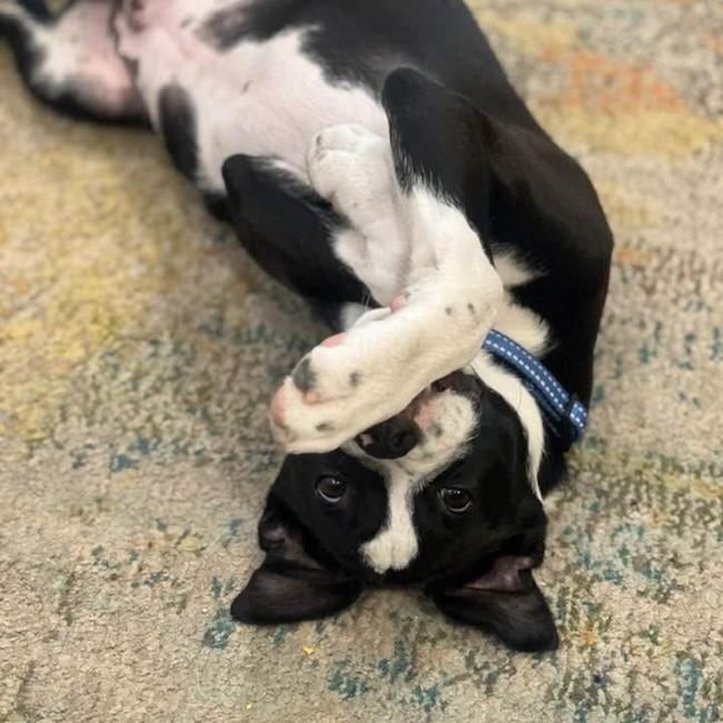 Emmy Pup - Rogen
