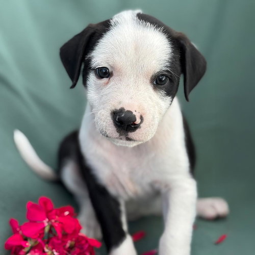 Emmy Pup - Wyle, an adoptable Spaniel in San Diego, CA