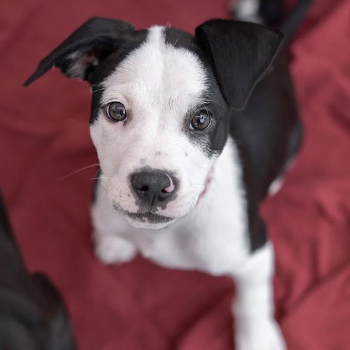 Emmy Pup - Wyle, an adoptable Spaniel in San Diego, CA