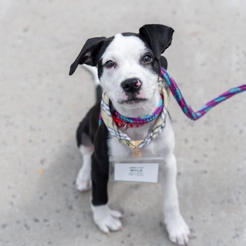 Emmy Pup - Wyle
