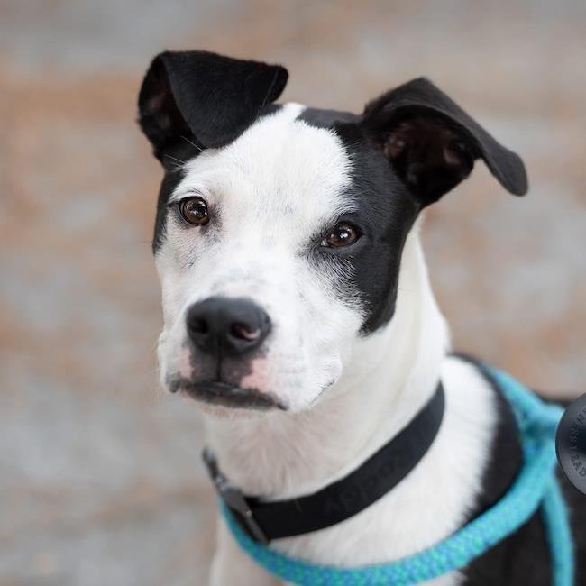 Wyle (Emmy Pup), photo 4