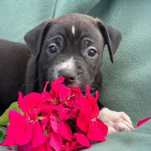 Emmy Pup - Viola, an adoptable Spaniel in San Diego, CA