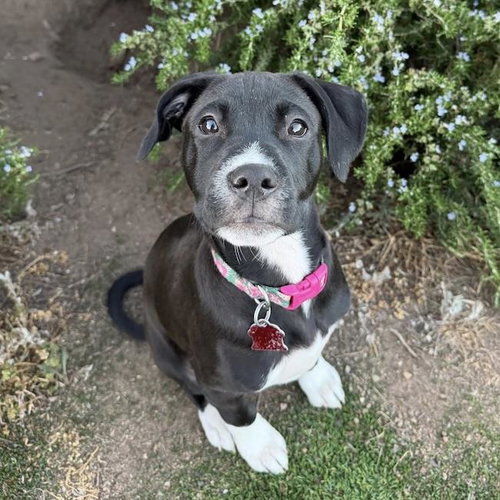 Emmy Pup - Viola