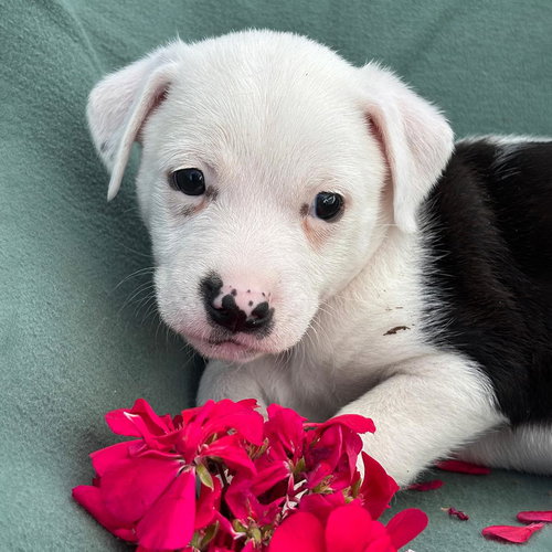 Emmy Pup - Juliana, an adoptable Spaniel in San Diego, CA