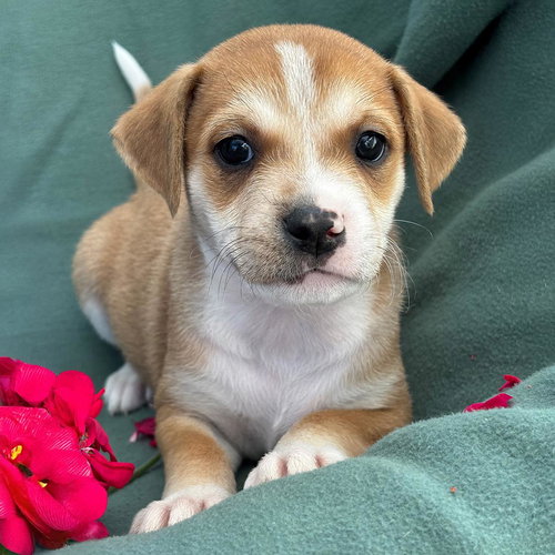 Emmy Pup - Tatiana, an adoptable Spaniel in San Diego, CA