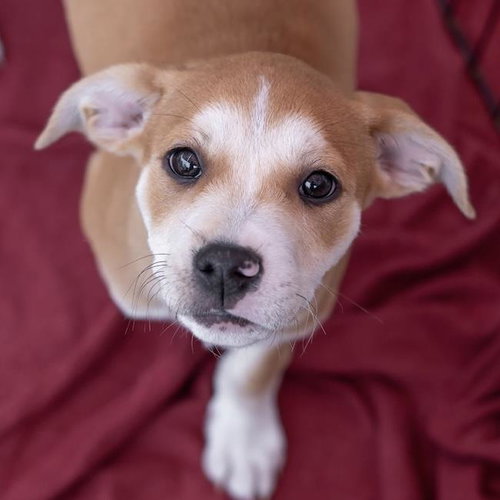 Emmy Pup - Tatiana, an adoptable Spaniel in San Diego, CA