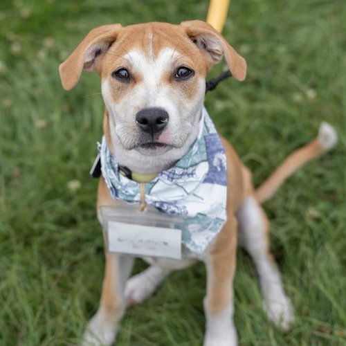 Emmy Pup - Tatiana - Adopted!, an adoptable Boxer in San Diego, CA