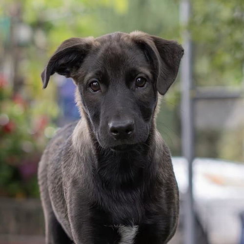 Anthem Pup - Brave