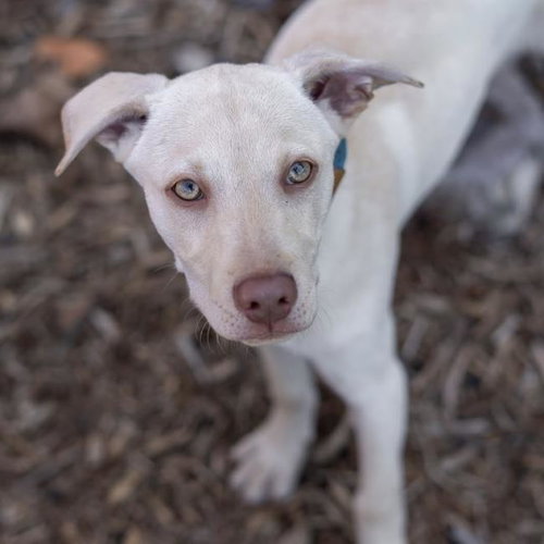 Arbor Pup - Morton, an adoptable Labrador Retriever in San Diego, CA
