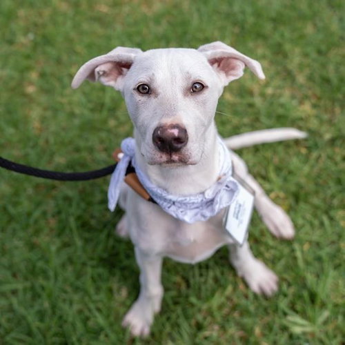 Arbor Pup - Spade, an adoptable Labrador Retriever in San Diego, CA