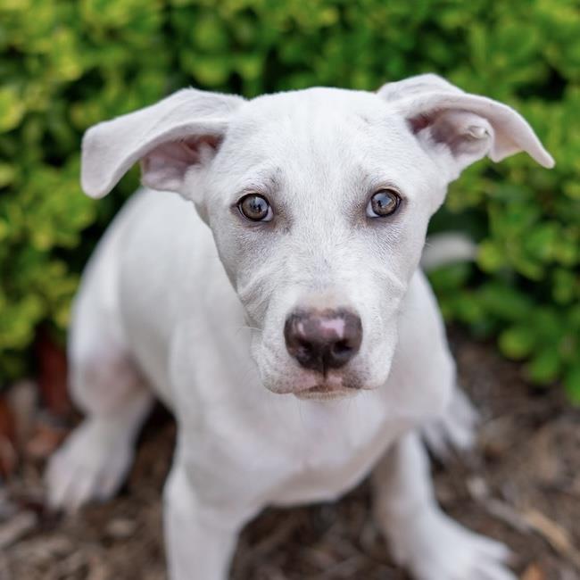 Arbor Pup - Spade - Adopted!