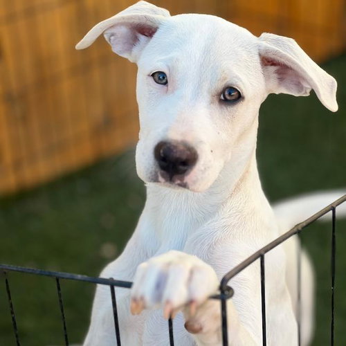 Arbor Pup - Tree, an adoptable Labrador Retriever in San Diego, CA