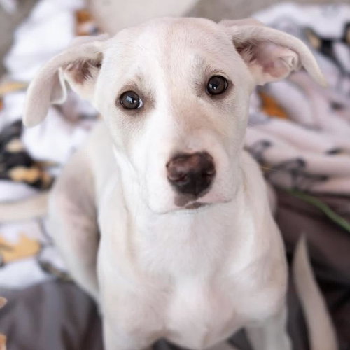 Arbor Pup - Botanic, an adoptable Labrador Retriever in San Diego, CA
