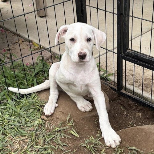 Arbor Pup - Botanic photo 3