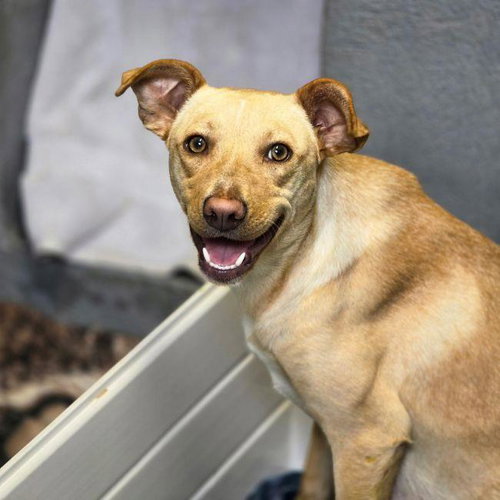 Arbor, an adoptable Labrador Retriever in San Diego, CA