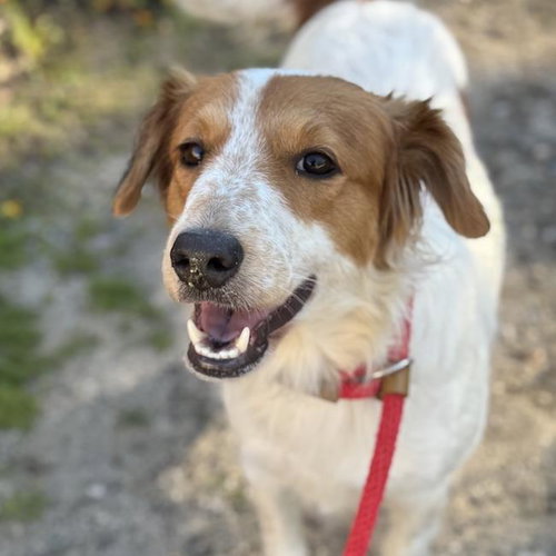 Japan - Adopted!, an adoptable Spaniel in San Diego, CA
