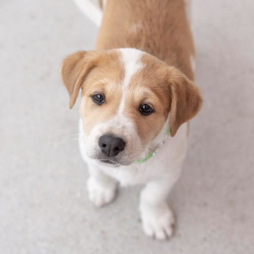 Japan Pup - Koga, an adoptable Spaniel in San Diego, CA