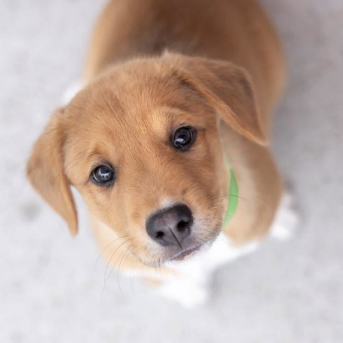 Japan Pup - Kyota, an adoptable Spaniel in San Diego, CA