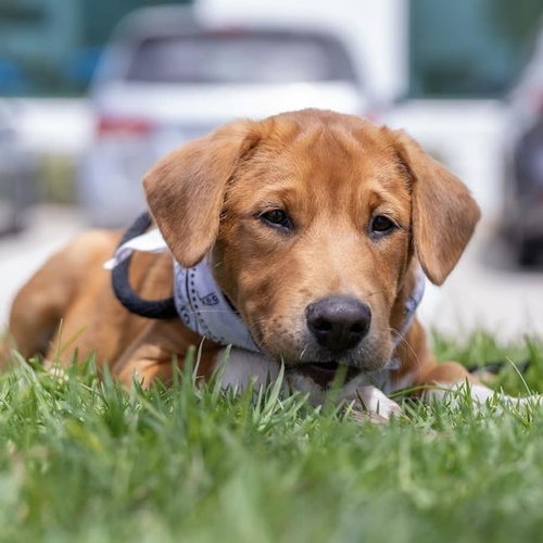 Japan Pup - Kyota