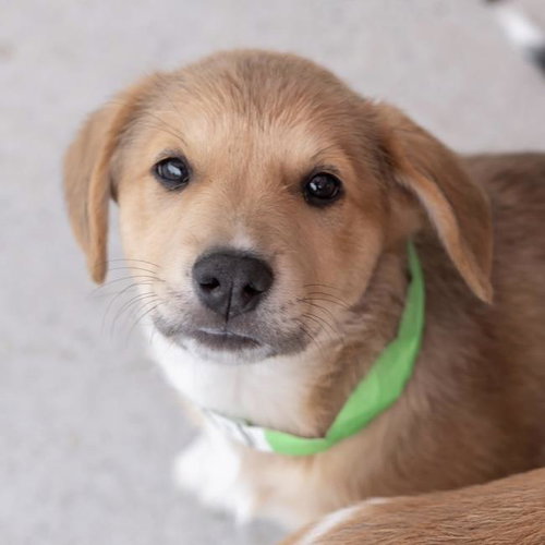 Japan Pup - Seto, an adoptable Spaniel in San Diego, CA