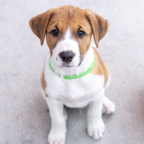 Japan Pup - Noda, an adoptable Spaniel in San Diego, CA