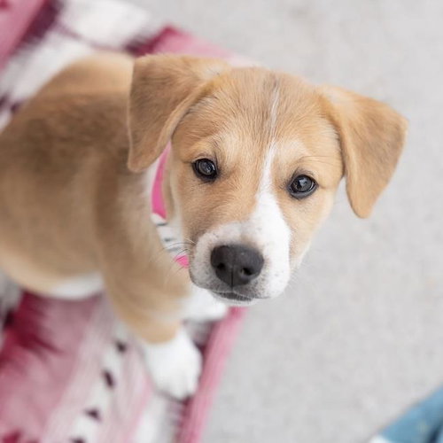 Japan Pup - Tahara, an adoptable Spaniel in San Diego, CA