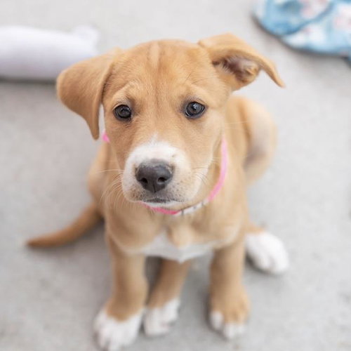 Japan Pup - Handa, an adoptable Spaniel in San Diego, CA