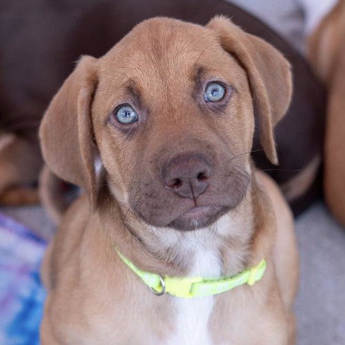 Africa Pup - Togo, an adoptable Shepherd in San Diego, CA