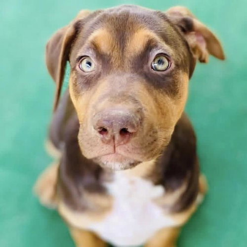 Africa Pup - Senegal