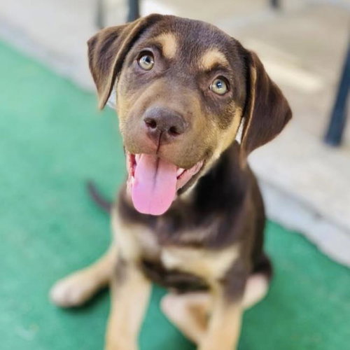 Africa Pup - Tome